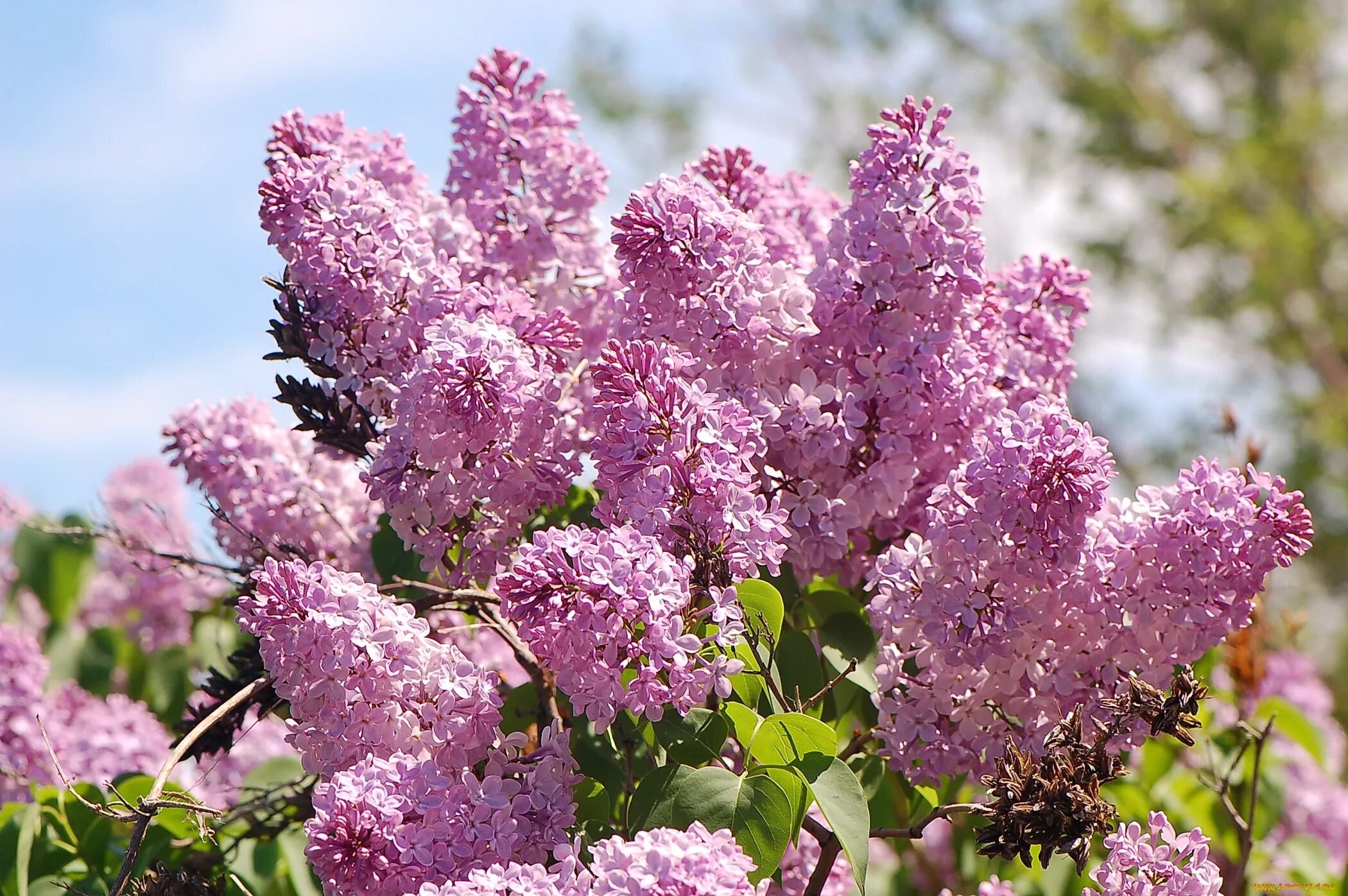 Сирень syringa. Маршал бирюзов сирень куст. Сирень сорт Маршал бирюзов.