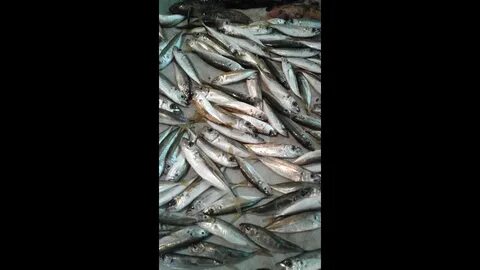 Приманки черного моря