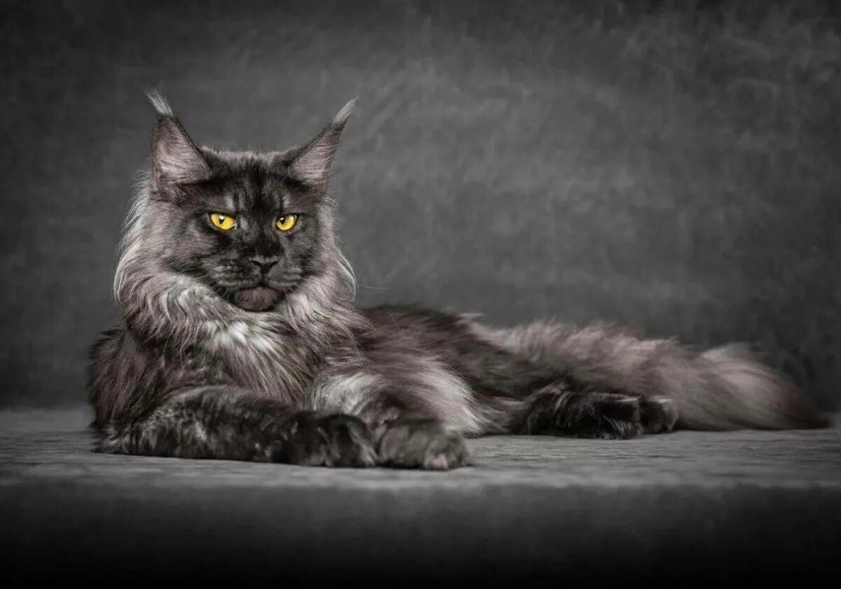Рыжая кошка мейн кун. Мейн кун айс. Мейн-кун. Самая опасная кошка в мире. Камышовый кот и мейн кун.
