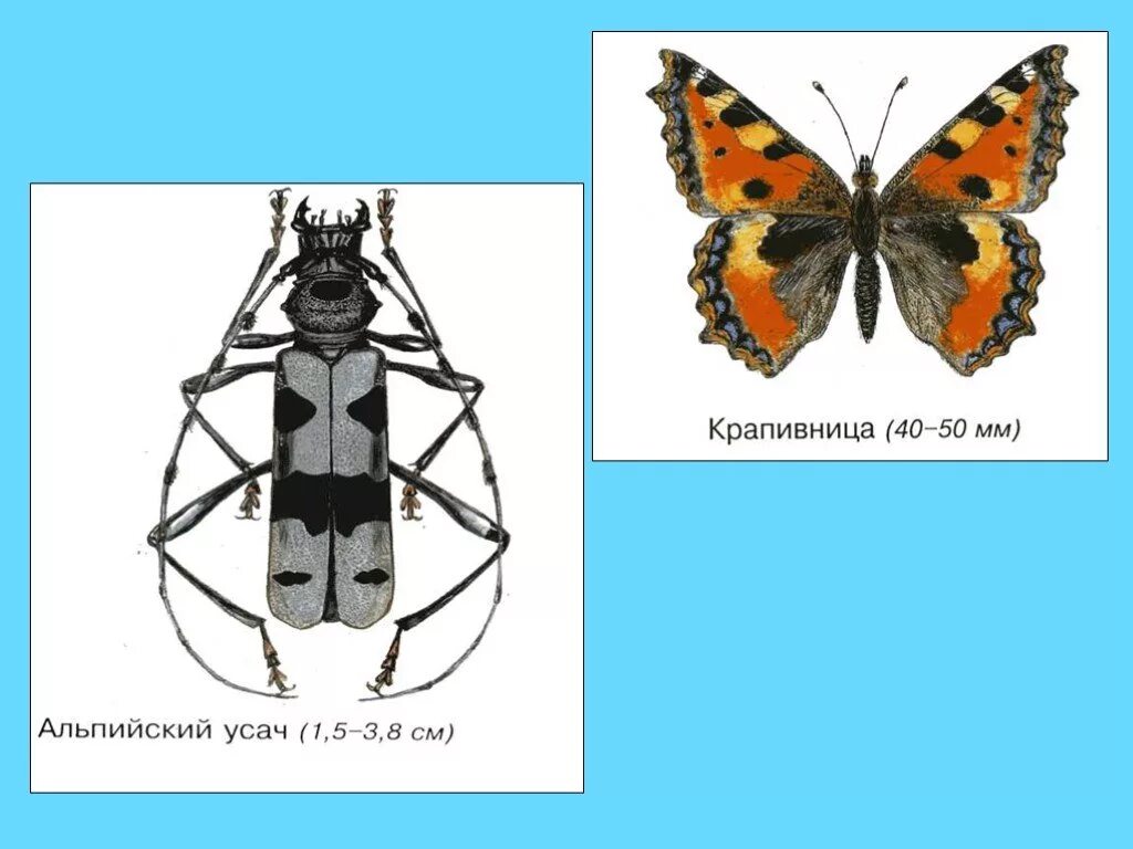 Жуков презентация 1 класс. Бабочки 1 класс окружающий мир. Бабочки и жуки окружающий мир. Бабочки и жуки проект 2 класс.