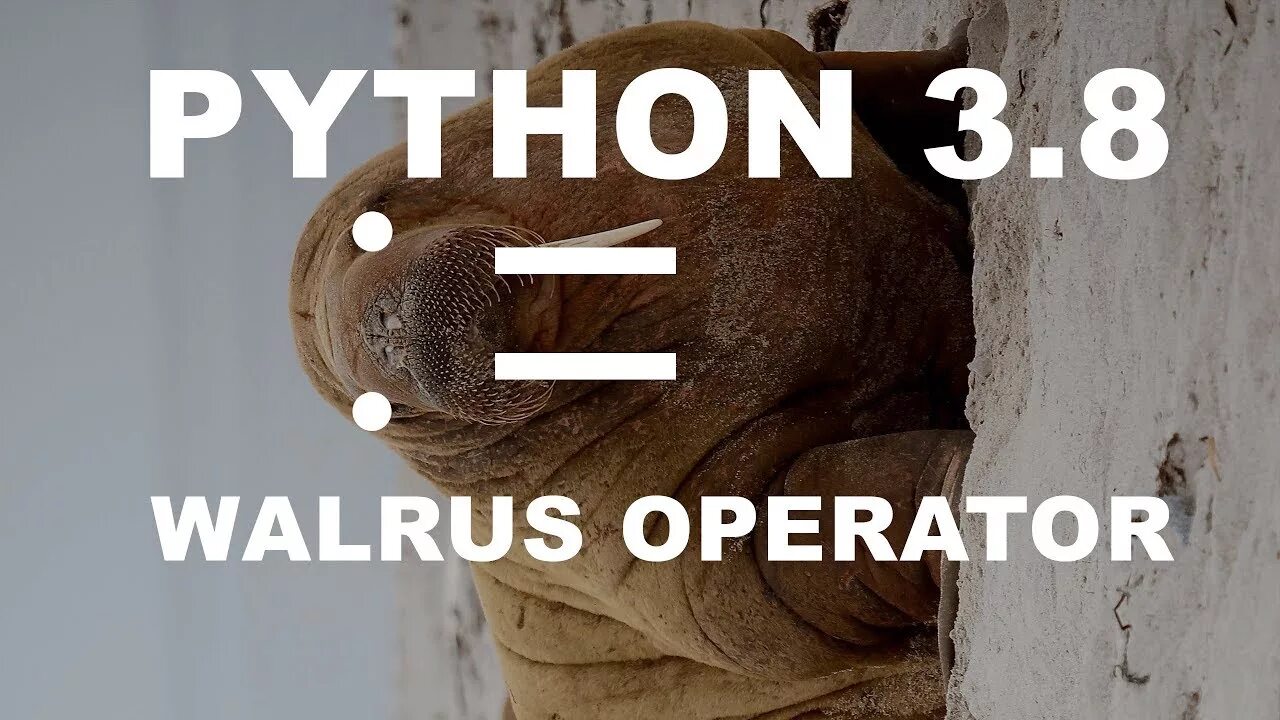 Моржовый python. Моржовый оператор питон. walrus operator. walrus operator python. оператор морж python.