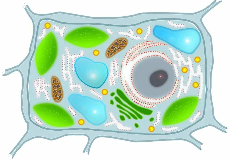 Растительная клетка рисунок биология. Строение растительной клетки без подписей. Эукариотическая клетка растительная. Растительные клетки строение растительной клетки.