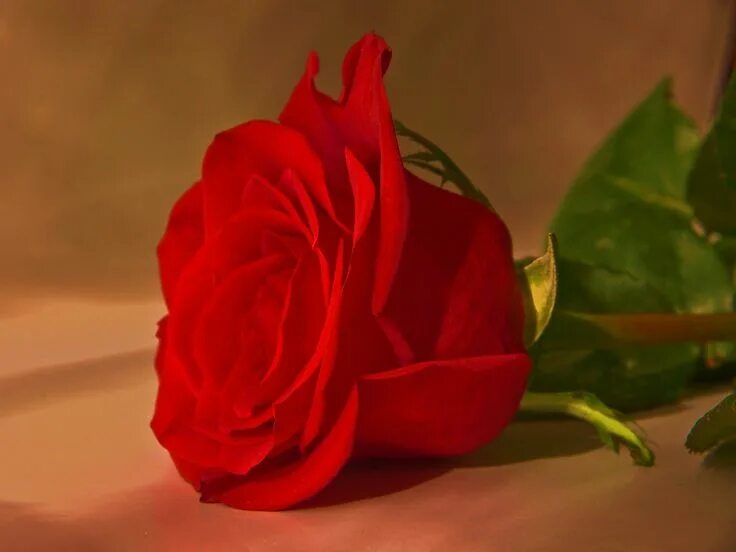 Pin by Tadeusz Lech on rose wallpaper Beautiful rose flowers, Beautiful red rose
