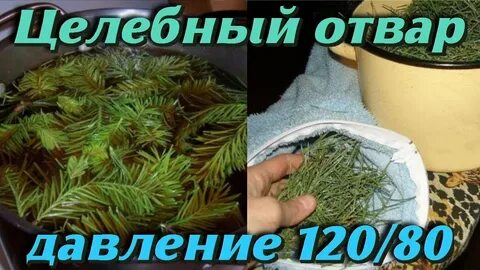 Заваривать сосну