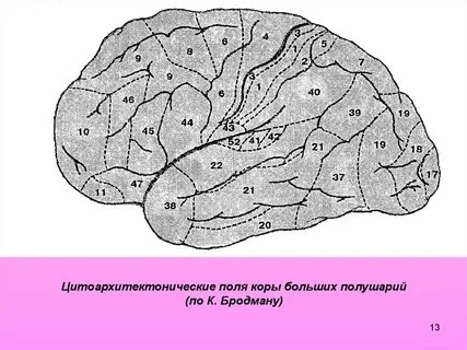 Зрительная область коры больших полушарий расположена