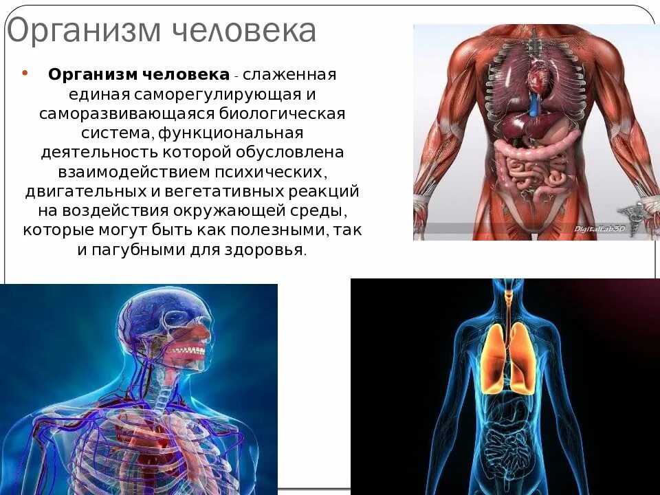 Их в организме человека. Организм человека. Организм человека как система. Организм человека биологическая система. Организм человека органы человека.