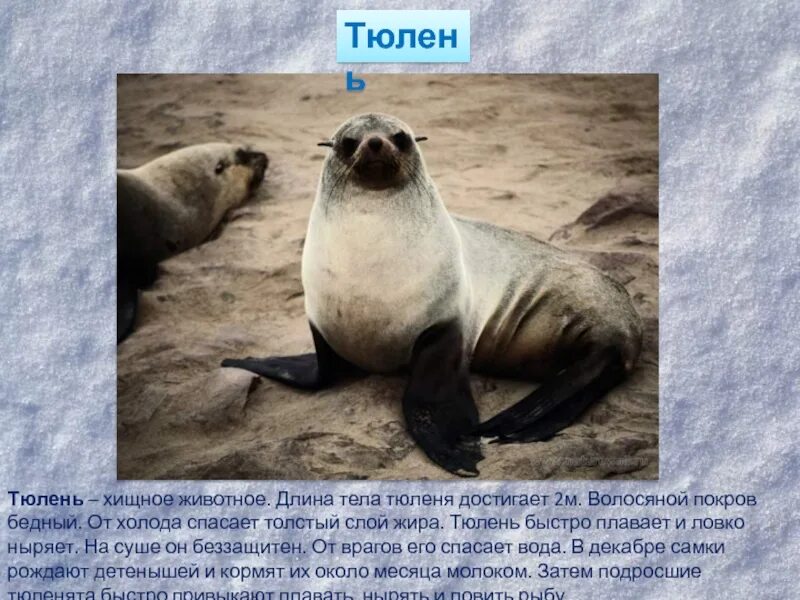 Каких животных спасают от холода запасы. Каких животных спасают от холода запасы