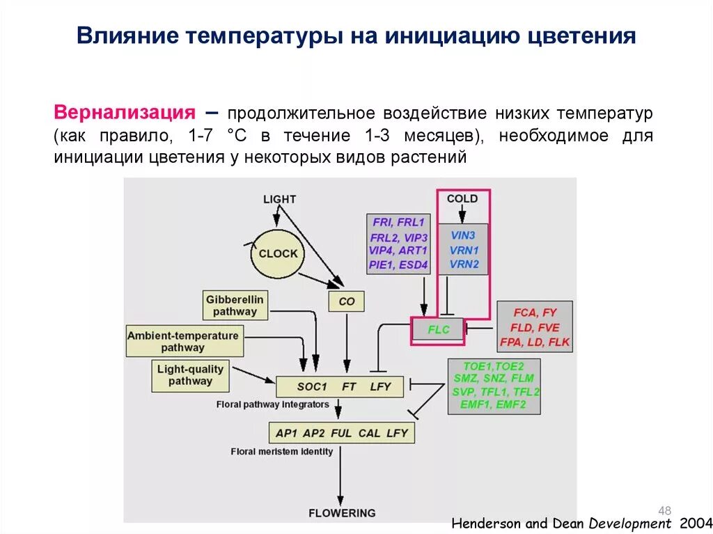 Механизмы генетических влияний. Развитие инициация. 2 Фазы инициации цветения. Инициация цветения это. Инициация 5