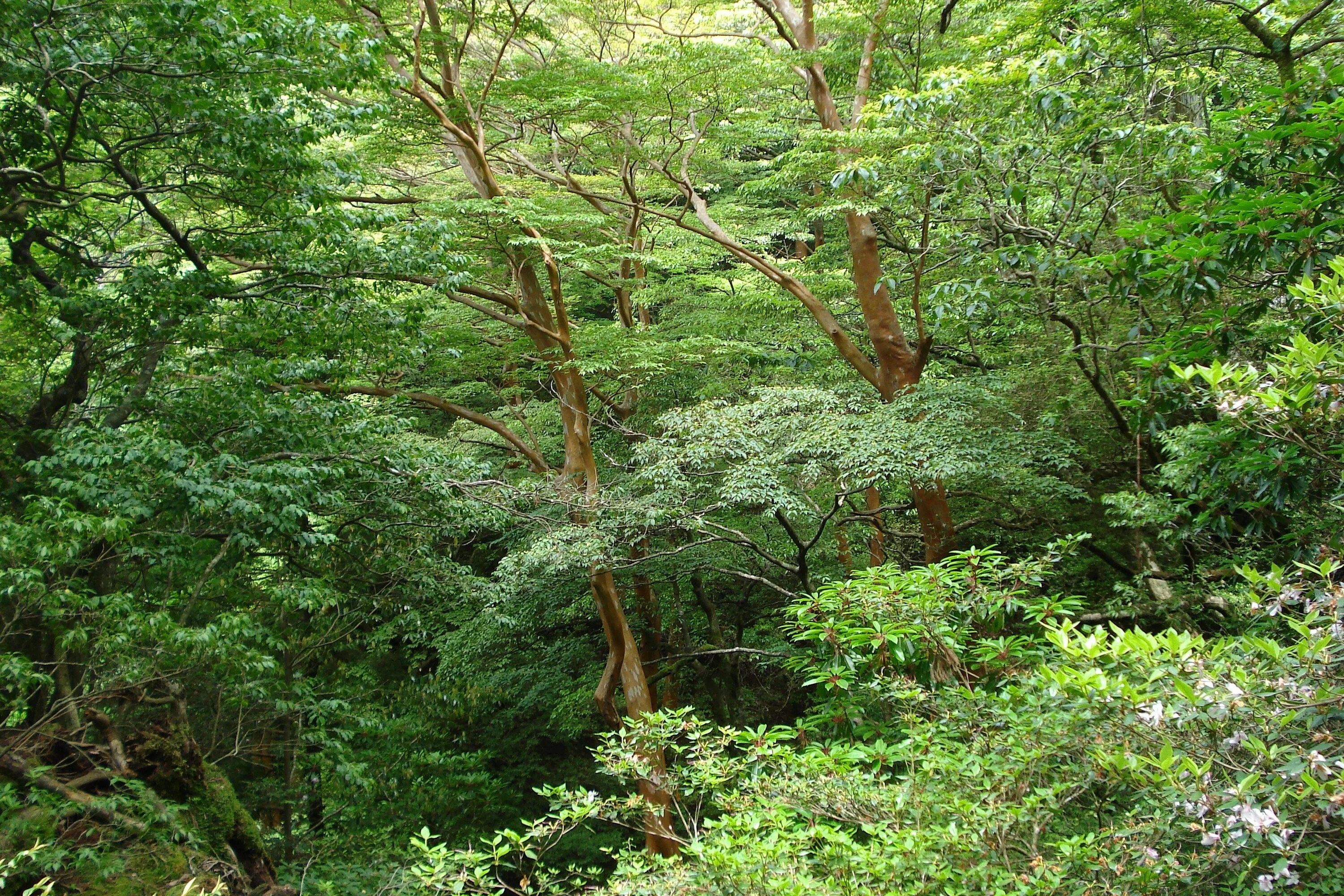 Листопадные деревья Сочи\. Широколиственный лес деревья. Широколиственный лес ярусы.