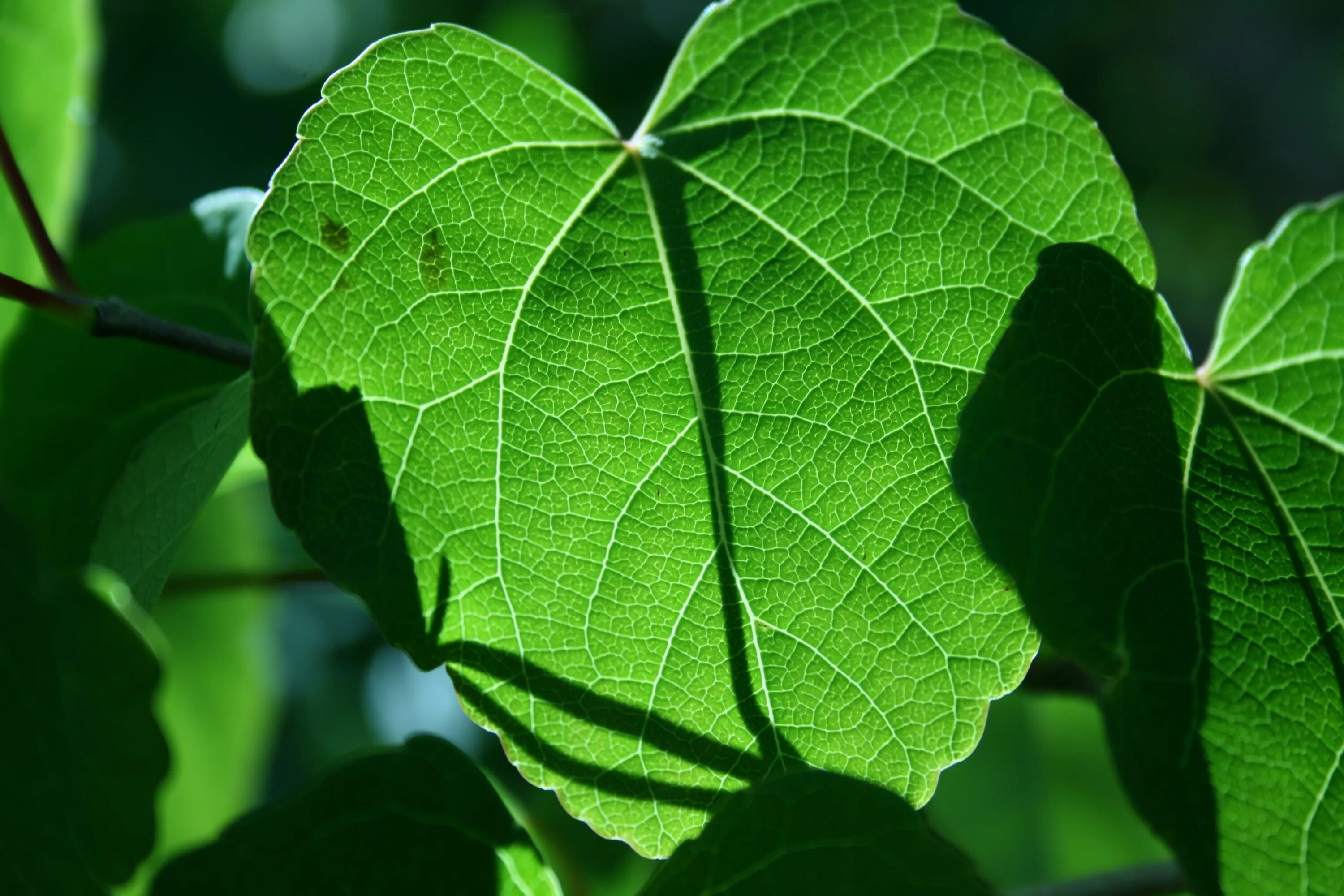 Leaves on the back. Крупные листья. Растение с крупными листьями. Куст с крупными листьями. Одноетние растнияс Крупны листьями.