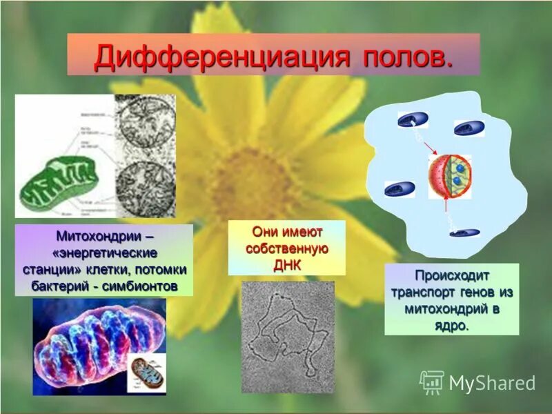 энергетическая станция клетки 11 букв