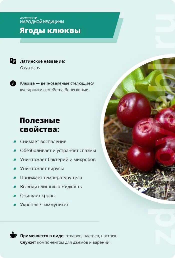 Клюква значение слова. Клюква полезные свойства. чем полезна клюква. клюква полезные свойства ягод. клюква лечебная.
