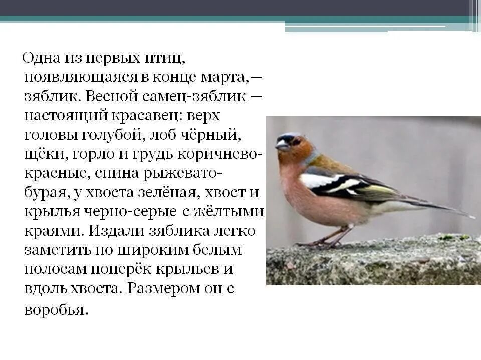 Зяблик птица описание. Зяблик описание 4 класс. Рассказ о зяблике 1 класс. Зяблик Перелетная птица.