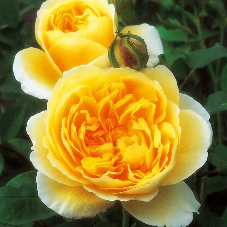Желтые английские розы
