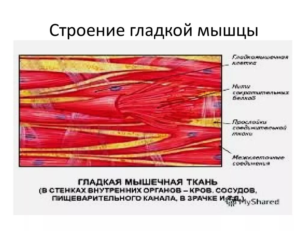 Гладкая мышечная ткань строение. Строение миофибрилл гладкой мышечной ткани. Строение гладких мышц. Строение гладкой мускулатуры.