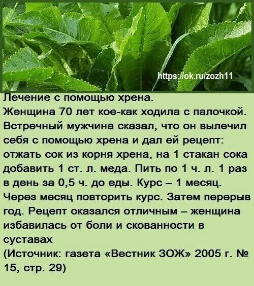Можно ли есть листья. Лечебный лист хрена. хрен лекарство. листья хрена в медицине народной. как лечиться листьями хрена.