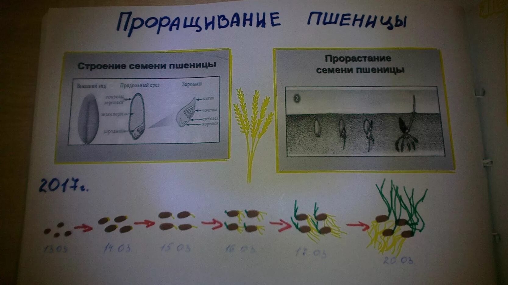 Лабораторная работа всхожесть семян. Наблюдение за ростом пшеницы. Дневник наблюдений за ростом пшеницы. Дневник наблюдения прорастания семян. Схема проращивания семян.