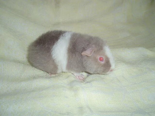 морские свинки тольятти. морская свинка породы тексель. морская свинка гладкошерстная. морская свинка тедди шелти. морская свинка сатин.