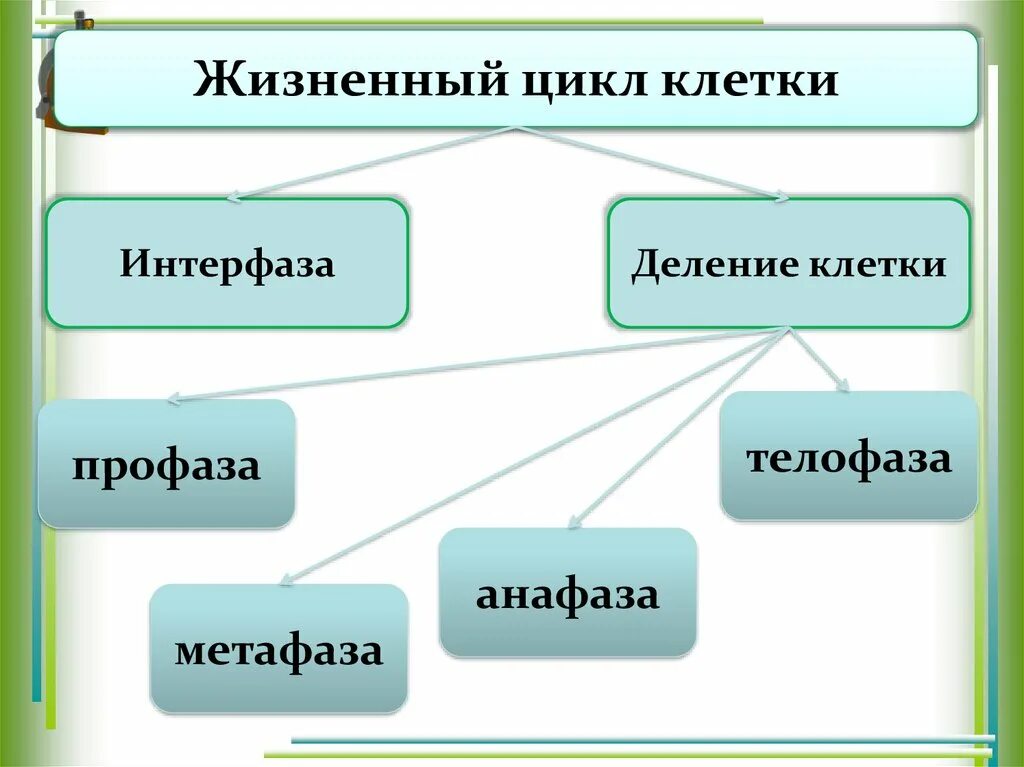 Жизненный цикл клетки интерфаза. Методический цикл клетки таблица. жизненный цикл клетки типы деления клеток. жизненный цикл клетки амитоз.