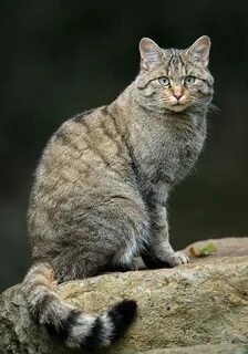 Felis