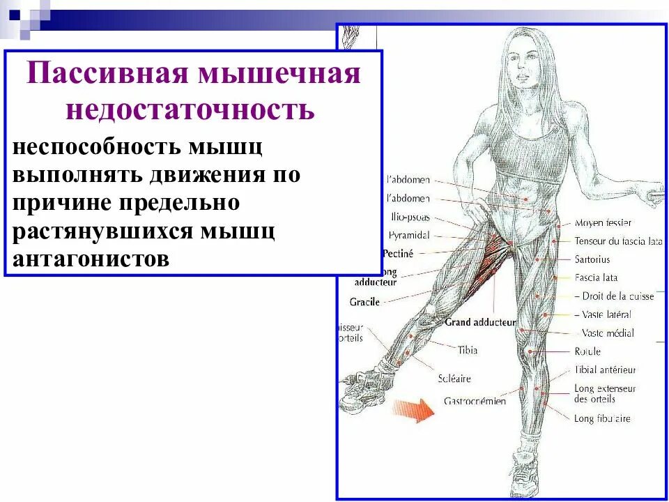 Координация движений мышц. Биомеханика движений человека в схемах и таблицах. основы биомеханики. основы биомеханики мышц. мышечная недостаточность.