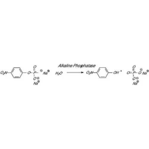 Фосфатаза биохимия. Реакции катализируемые щелочной фосфатазой. Катализируемая реакция щелочной фосфатазы. Щелочная фосфатаза катализирует реакцию. Щелочная фосфатаза формула химия.