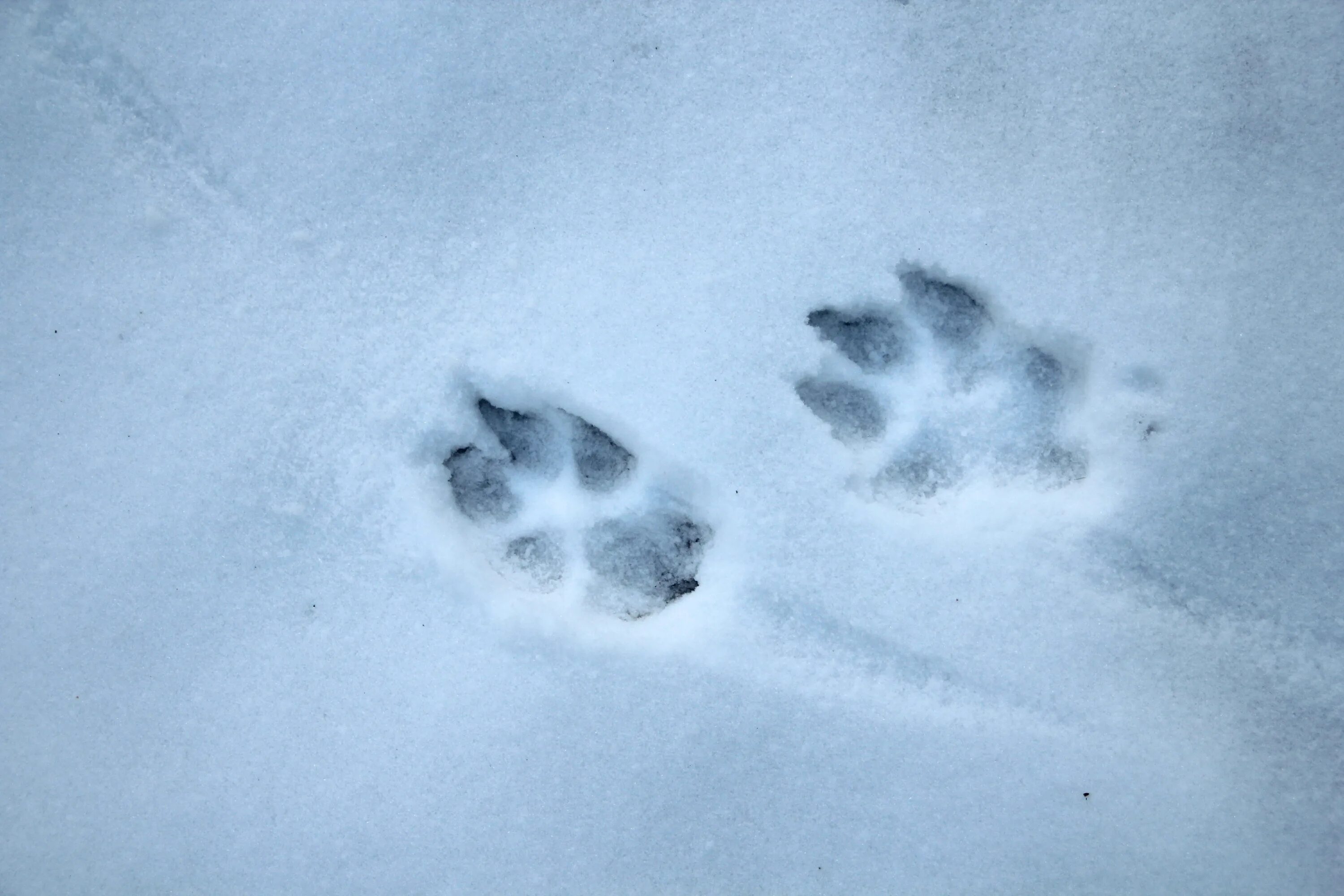 След волка. Следы лисы зимой. Следы волка на снегу. Следы собаки на снегу.