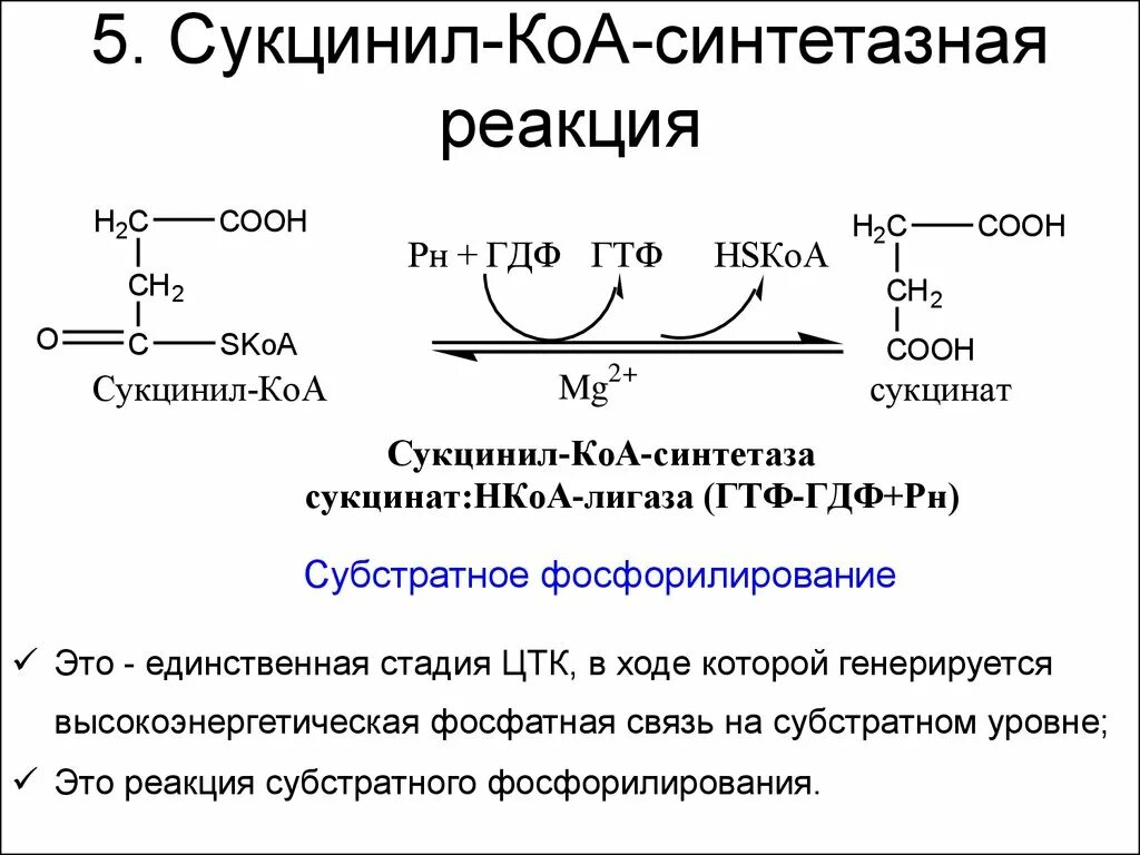 5 Реакция цикла Кребса + реакция субстратного фосфорилирования. Реакция цикла Кребса с субстратным фосфорилированием. Реакции субстратного фосфорилирования цикла трикарбоновых кислот. Реакция субстратного фосфорилирования в цикле Кребса. Коа формула