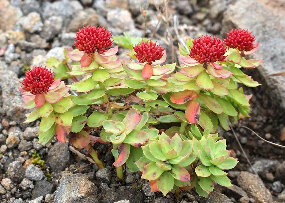Родиола цветок фото. Родиола розовая толстянковые. Родиола розовая rhodiola rosea. Родиола линейнолистная. Родиола иремельская.