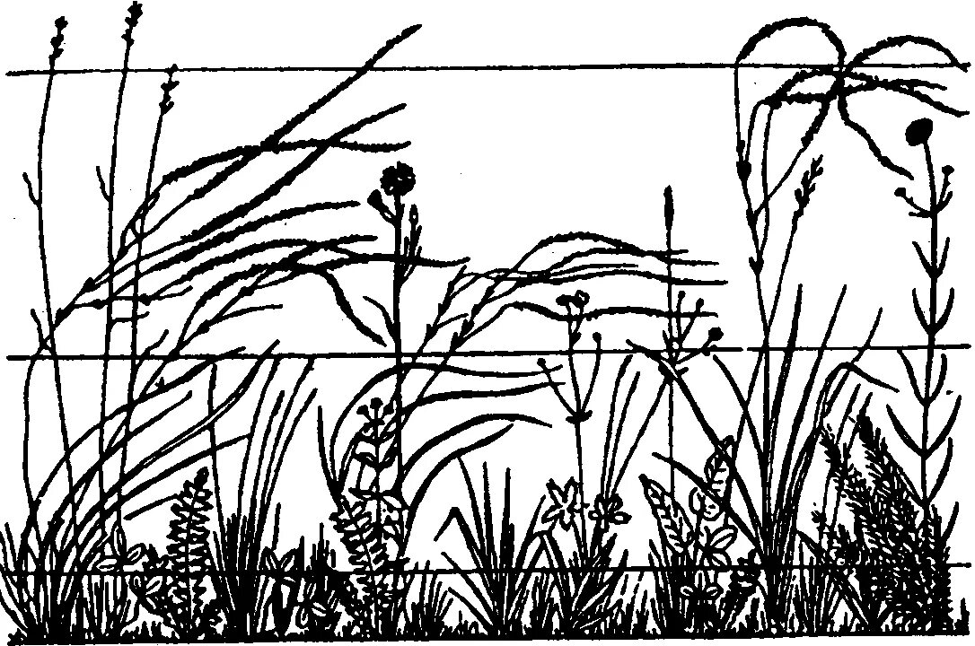 Растительное сообщество рисунок. Ярусность растительности Луговой степи. Ярусность растений в степи. Ярусность Луга. Ярусность луг растения.