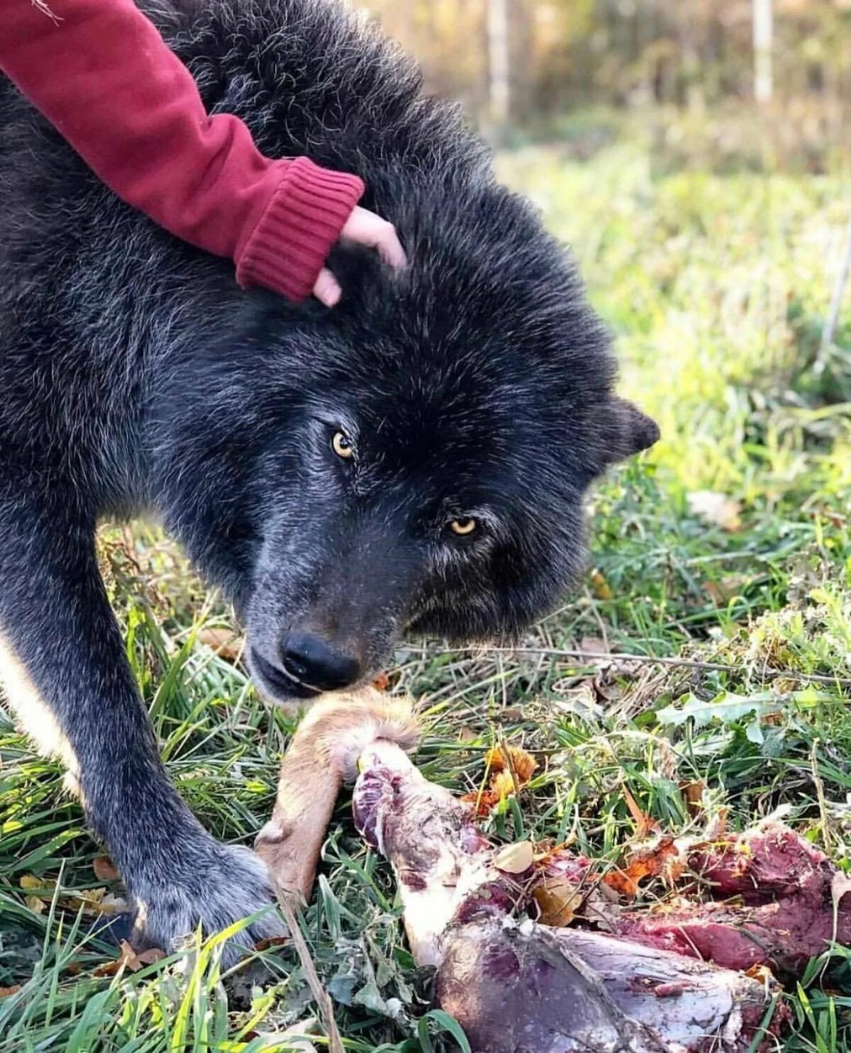 Канадский волк меланист. Самого большого волка в мире. Полярный волк вес 120 кг. Волкособ юки. Волкособ акелла.