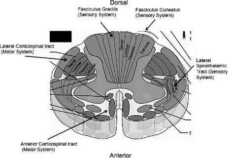Fasciculus gracilis