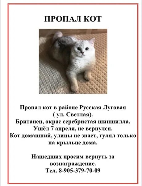 К чему снится пропавший кот. Пропала кошка объявления. пропал котенок. объявление о пропаже кошки. потерялась кошка помогите найти.
