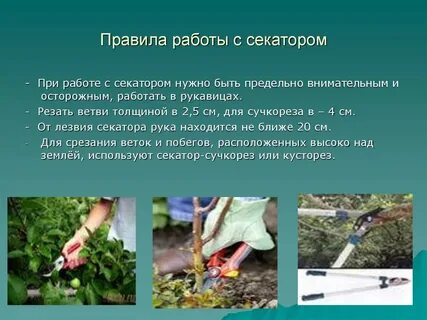 Правила садовых