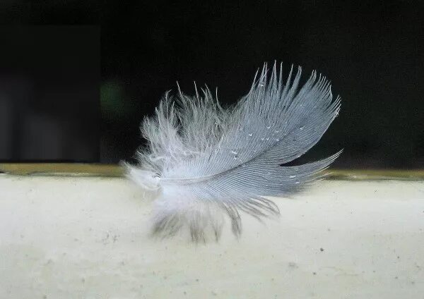 Free Images : nature, grass, bird, wing, leaf, flower, wildlife, macro, two, flo