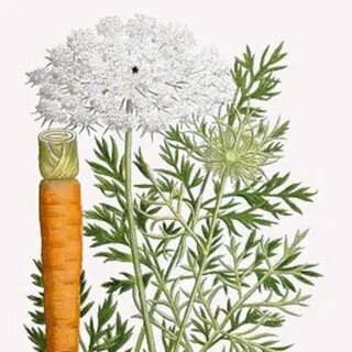 Как цветет морковь