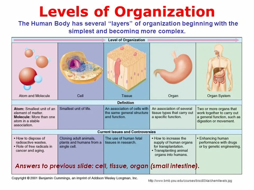 Cell Tissue Organ. Levels of Organization. Levels of Organization Cell to Tissues. The Structural Levels of the Human Organism.