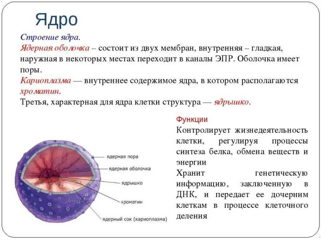 Клеточное ядро строение и функции. Ядро и ядрышко строение и функции. Ядро клетки строение и функции. Особенности строения ядра клетки. Напишите обозначение ядра