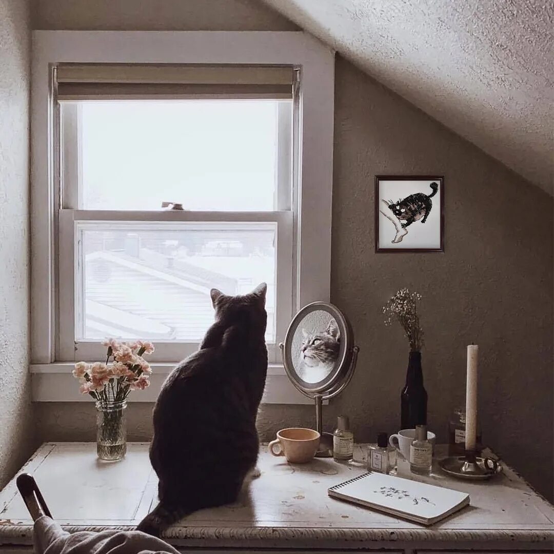 Кот на окне. Комната для кошек. Кошка в квартире. Уютная комната с кошкой. Кажется что дома кот