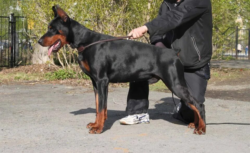 доберман зоомагазин. собака доберман в зоомагазине. доберман на футболке акрилом. доберман в магазине. магазины доберман.