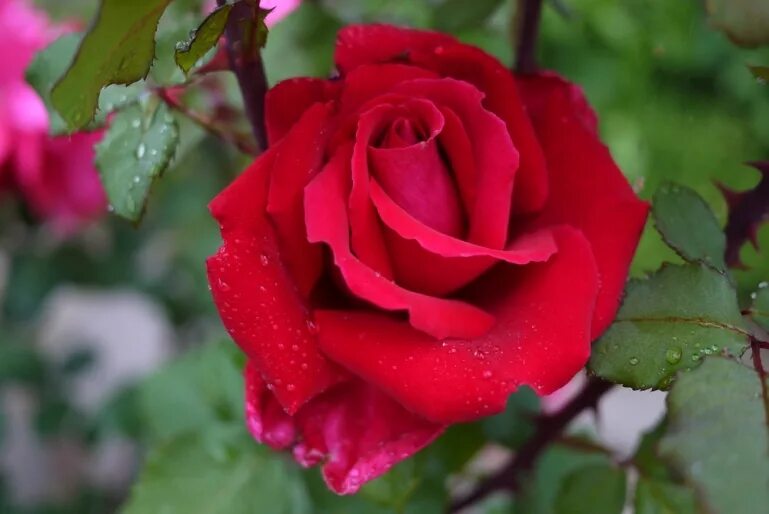 роза изабелл эвадор. улица розы изабеллы. роза парковая изабель ренессанс. роза чайно гибридная изабель. изабель ренессанс шраб дания.