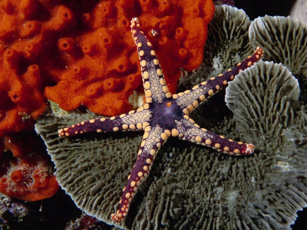 Где обитают звезды. Иглокожие морские звезды. солястер морская звезда. морская звезда красивая. морские обитатели морская звезда.