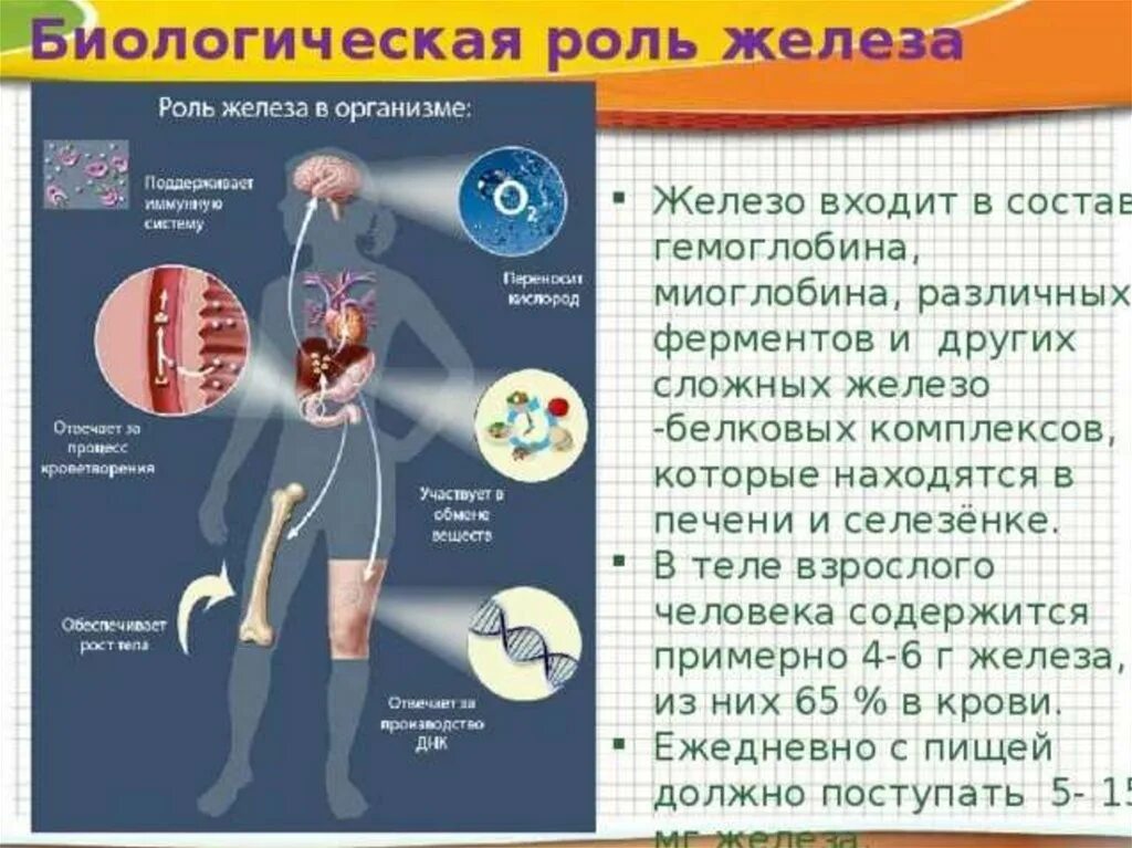 Для чего нужны железы в организме. Биологическое значение железа. Железо биологическое значение для организма. Роль железа в организме. Рольжелезо в организме.