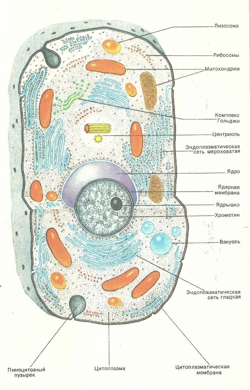 Клетка живого схема. Строение живой клетки. Схема строения животной клетки. Строение клетки человека рисунок. Строение живой клетки рисунок.