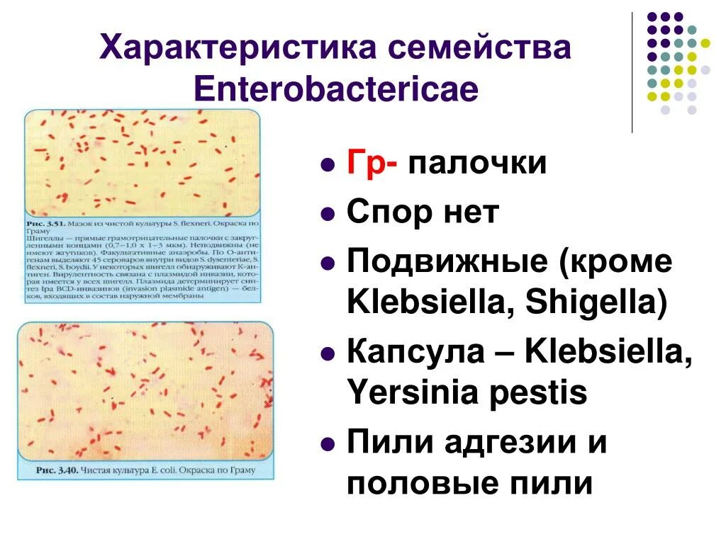 5. 5. Микроорганизмы семейства энтеробактерий. Кишечная палочка окраска водным фуксином. Представители энтеробактерий окрашиваются по грамму.