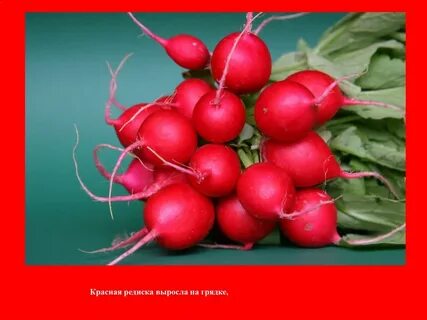 Плод редиса