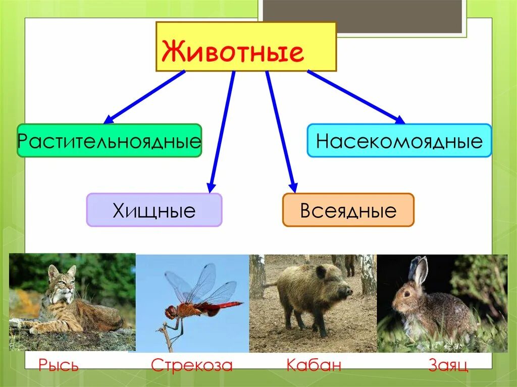 Растительноядные животные. Растительноядные Насекомоядные. Растительноядные и Хищные животные. Растительноядные хищники Насекомоядные всеядные. Цепи питания растительноядные