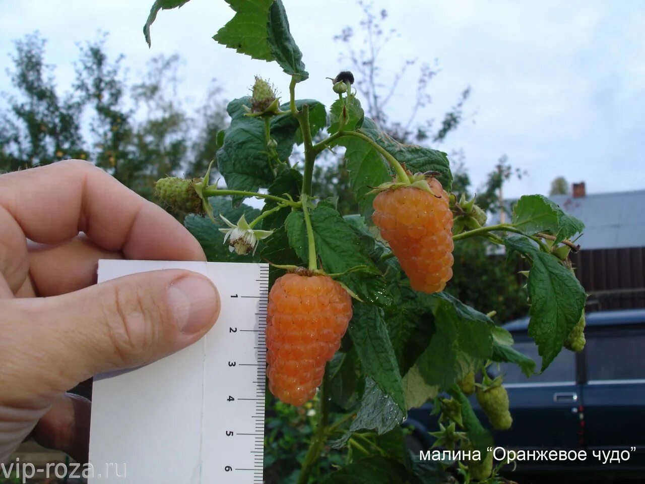 Малина оранжевое чудо купить. Малина ремонтантные сорта оранжевое чудо. Малина жёлтая ремонтантная оранжевое чудо. Малина ремонтантная оранжевая оранжевое чудо. Сорт малины оранжевое чудо.