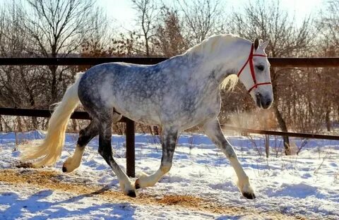 Ser Devidning nabirasi onlayn porno