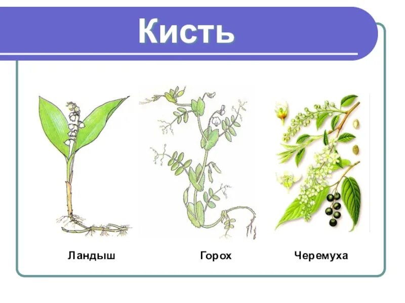 Типы соцветий. Горох семейство мотыльковые. Тип соцветия гороха. Соцветие кисть стебля. Соцветие головка семейство.